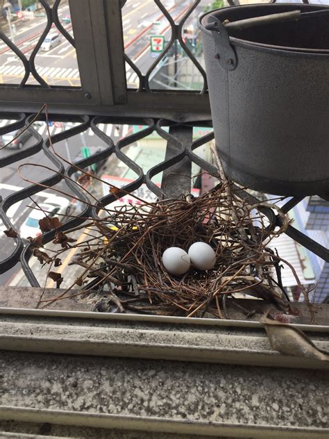 斑鳩築巢下蛋風水|獨家／家中鳥類築巢風水好？江柏樂曝「八大病體」駁：明明是人。